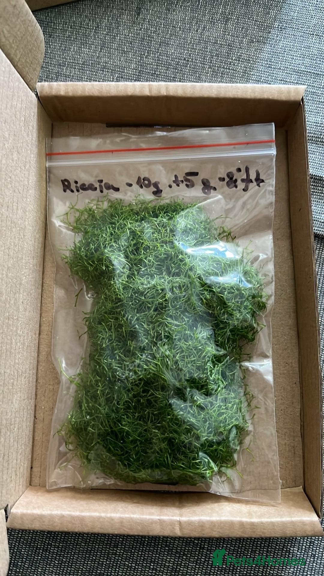 Corys fish for sale: Guppy grass*Riccia*CHEMICAL FREE*BUY 2 Get 1 FREE* - Advert 5