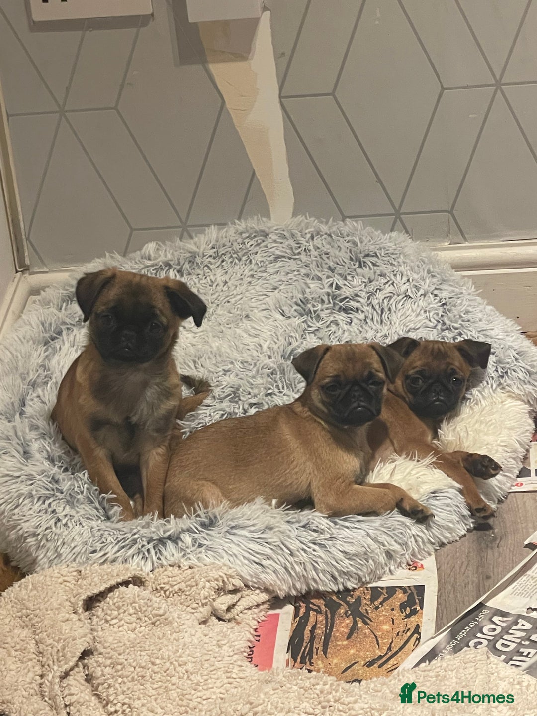 Mixed Breed dogs for sale: Puffin Puppies - Advert 16