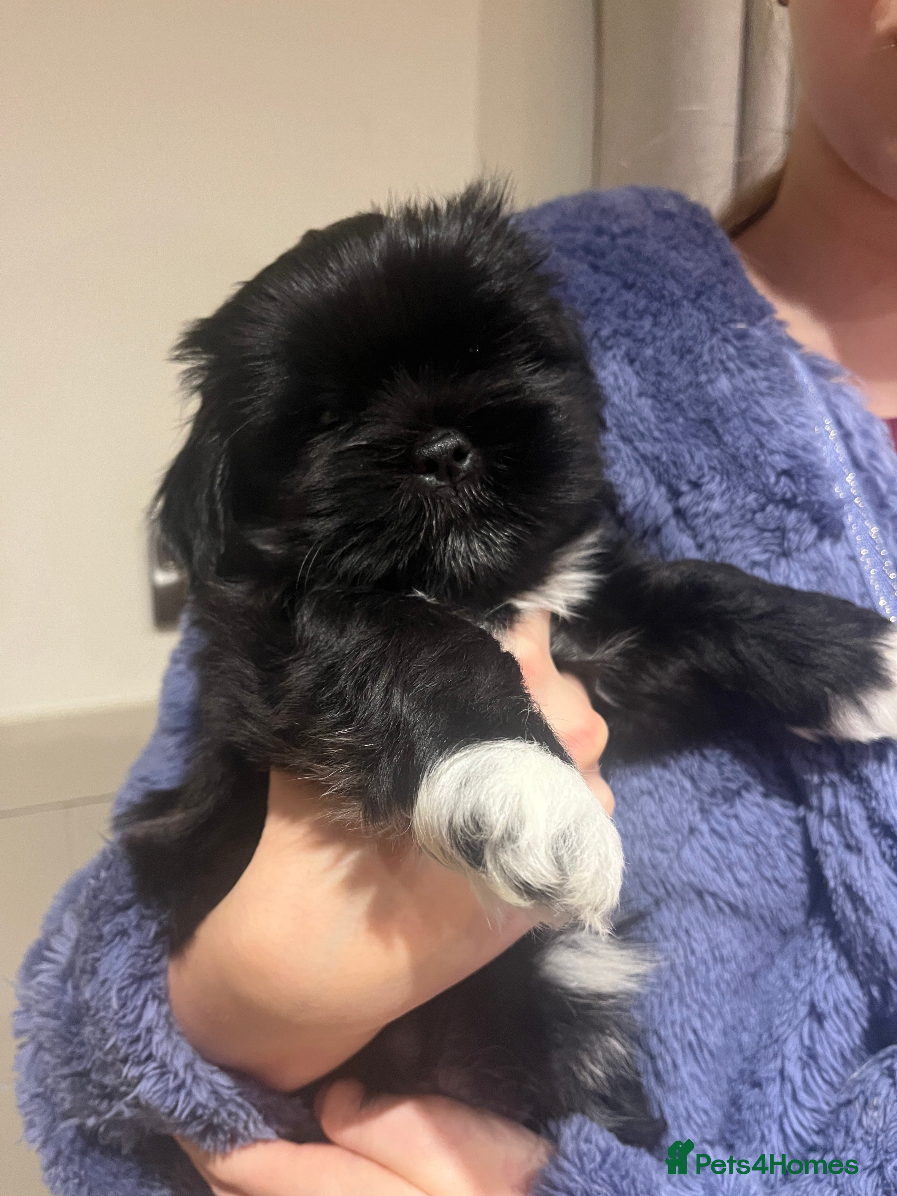 Lhasa Apso dogs Lhasa Apso Male Puppies for Sale  - Advert 10