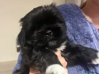 Lhasa Apso dogs Lhasa Apso Male Puppies for Sale - Advert 10