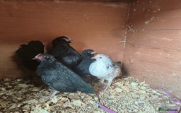 Chickens poultry for sale: Two trios of bantams  - Image 2