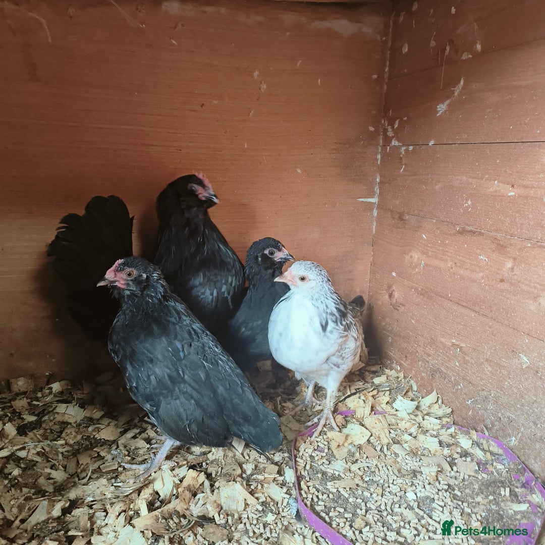 Chickens poultry for sale: Two trios of bantams  - Image 2