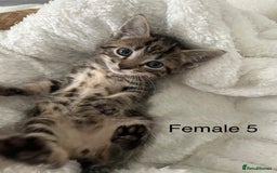 Mixed Breed cats for sale: 2 tabby kittens for sale female and male £150 each - Image 6