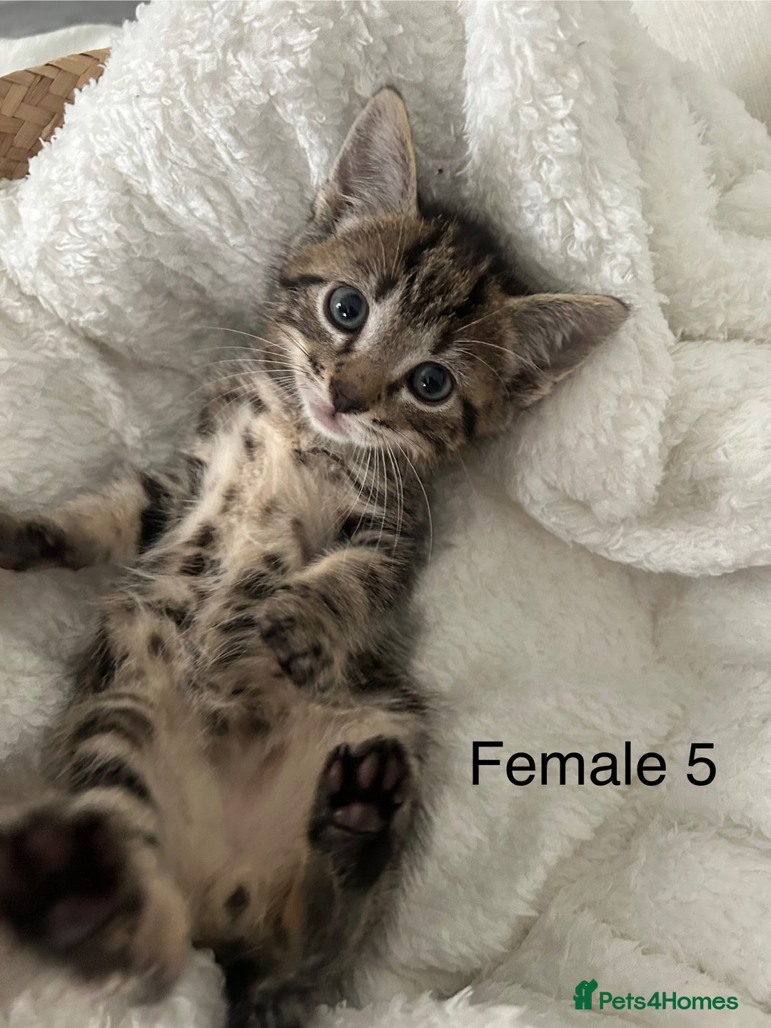 Mixed Breed cats for sale: 2 tabby kittens for sale female and male £150 each - Image 6