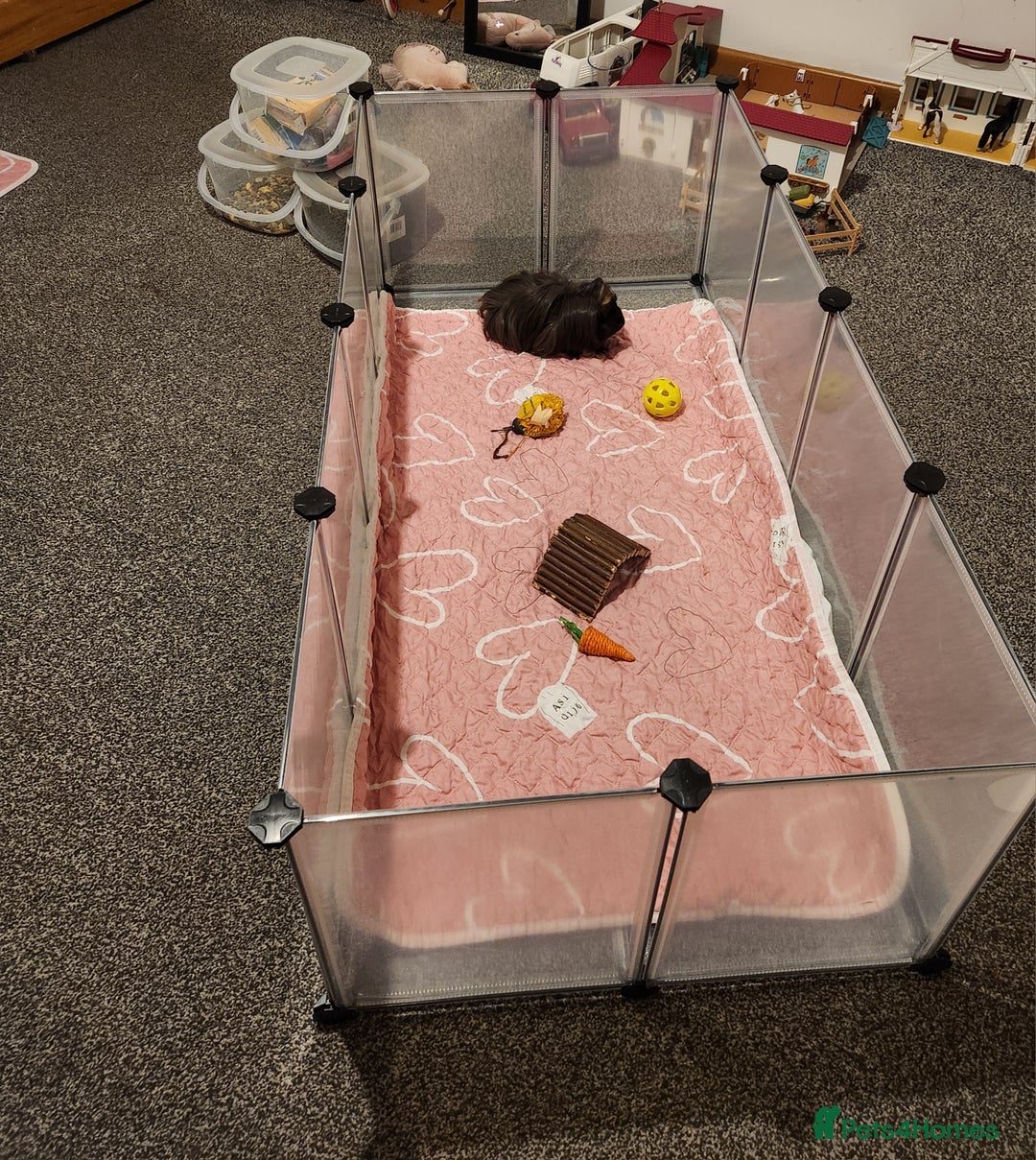 Guinea Pig rodents for sale: Long haired Guinea pig  - Advert 6