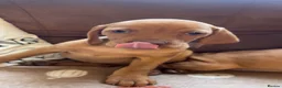 Hungarian Vizsla dogs for sale: LAST 3 HUNGARIAN VISZLA PUPS - Advert 18