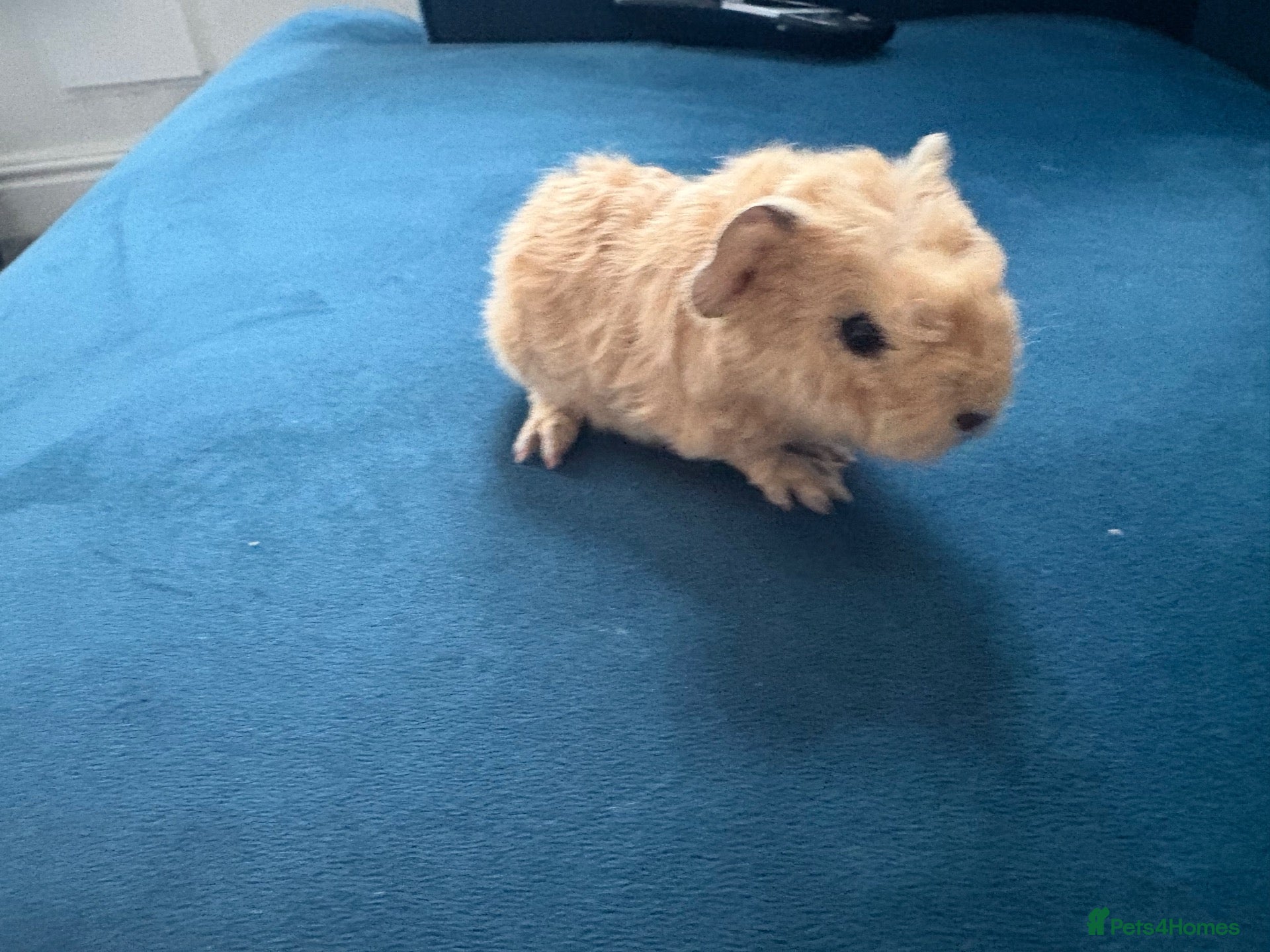Guinea Pig rodents Male Texel Guinea Pigs for sale - Advert 23