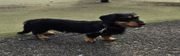 Mixed Breed dogs for sale: Jack Russell x wired haired dachshund  - Advert 3