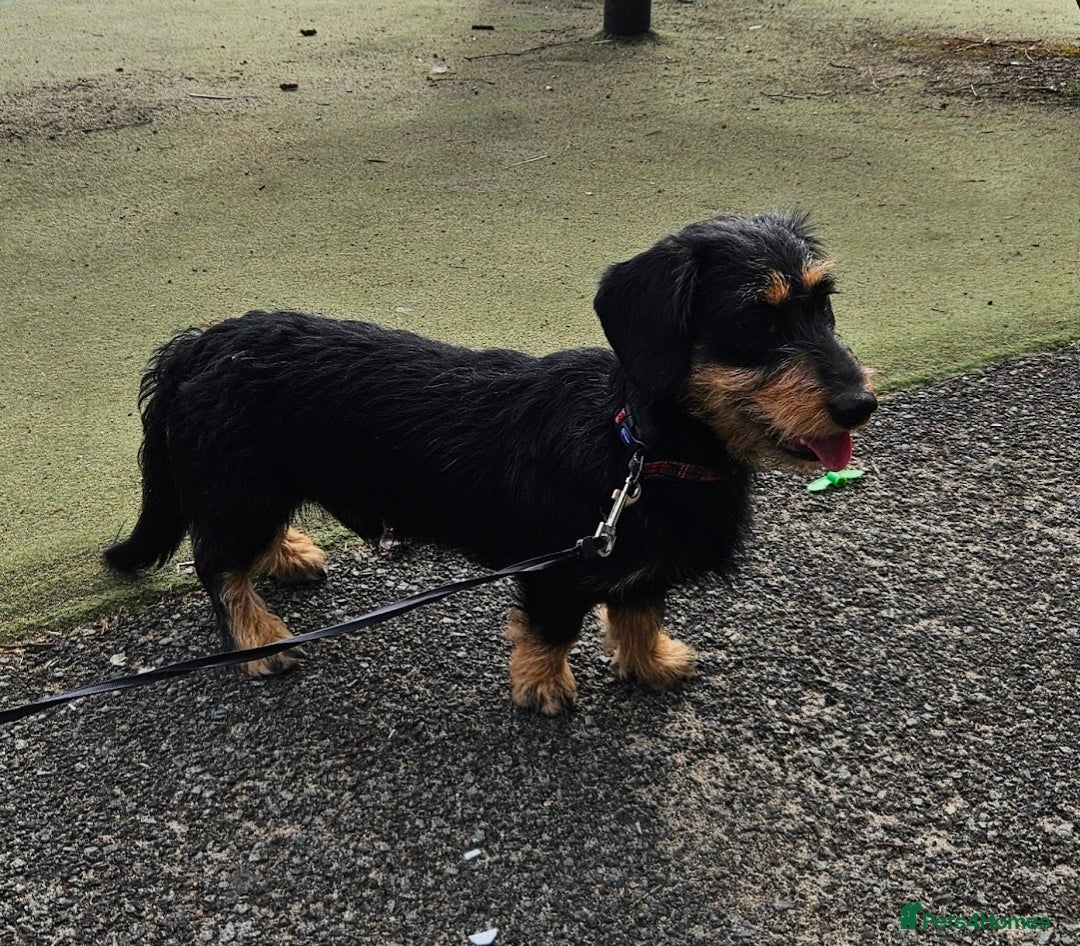 Mixed Breed dogs for sale: Jack Russell x wired haired dachshund  - Advert 3