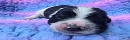 English Springer Spaniel dogs for sale: KC Homebred Health Tested Vet Social Pups 🩷 - Advert 30