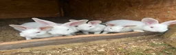 Mixed Breed rabbits for sale: Rabbits for sale  - Advert 7