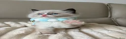Ragdoll cats for sale: 4 ragdoll boys - Advert 11
