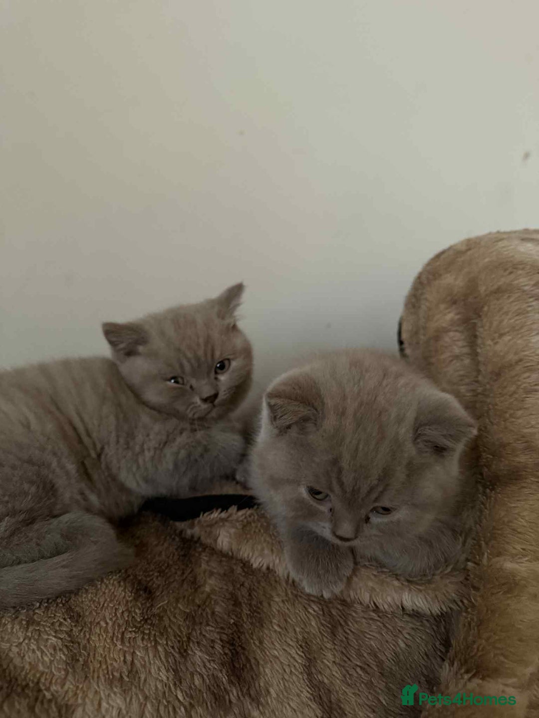 British Shorthair cats for sale: Wonderful, fluffy kittens - Advert 25