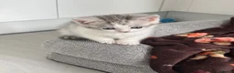 Munchkin cats for sale: ✨ **A tiny hug in a mug** ✨ - Advert 10