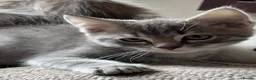 Mixed Breed cats for sale: Gorgeous Kittens *Ready Now* - Advert 12