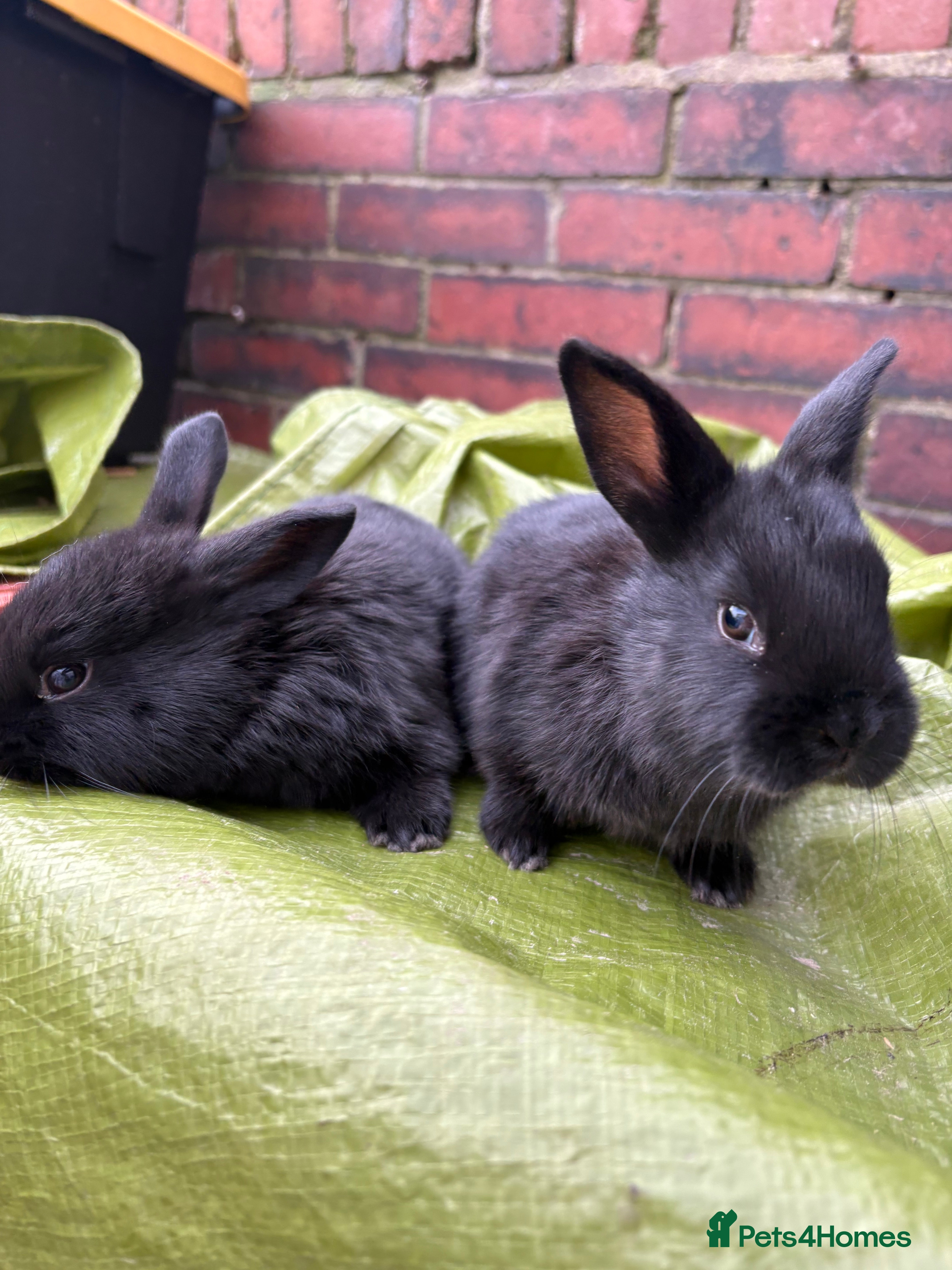 New Zealand rabbits New Zealand rabbits(ready 2nd April) - Advert 15