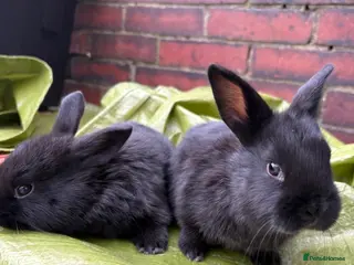 New Zealand rabbits New Zealand rabbits(ready 2nd April) - Advert 15