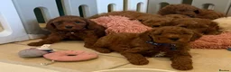 Cavapoochon dogs for sale: Stunning CAVAPOO-CHON Puppies  - Advert 7