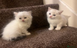 British Shorthair cats for sale: British shorthair  - Image 5