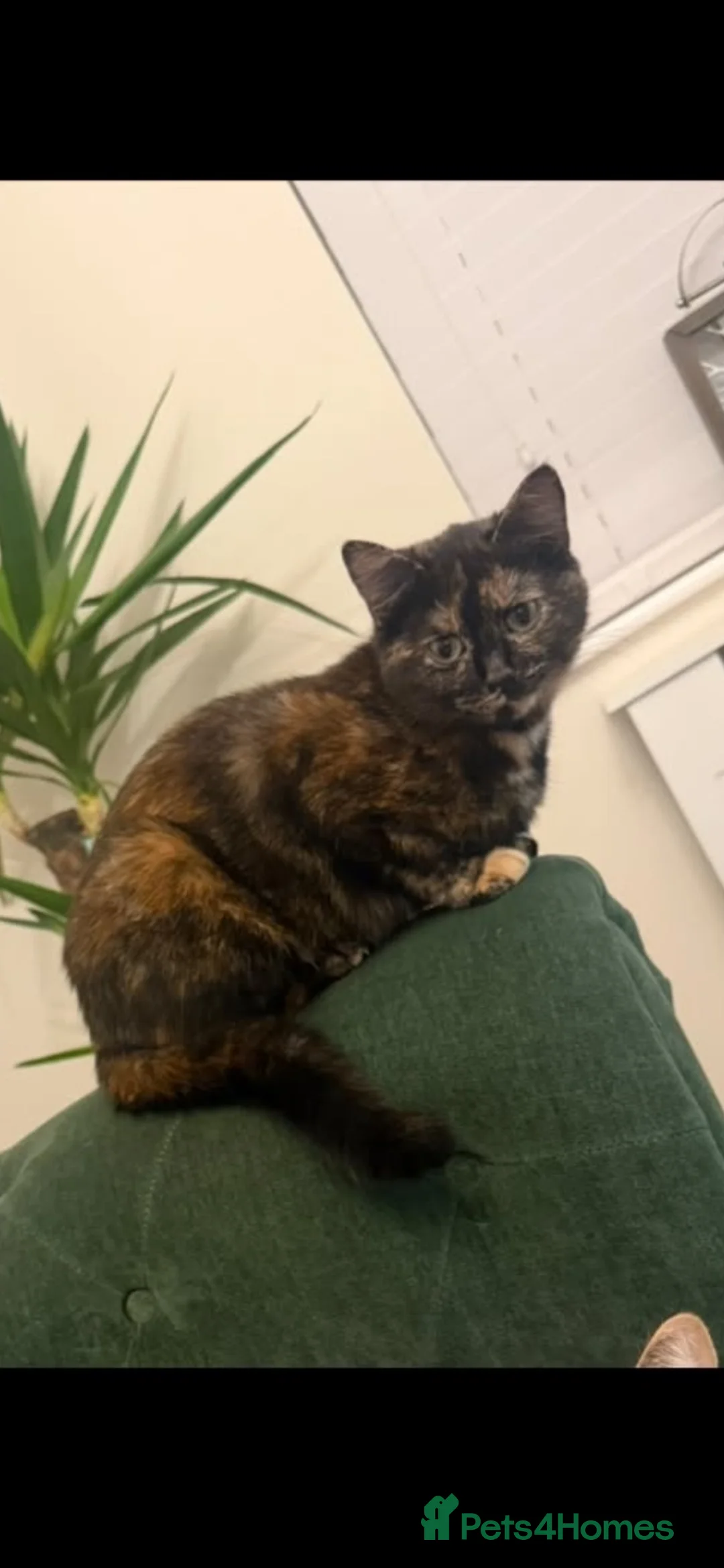 Mixed Breed cats for sale: Maple 2 years old cat so loving  in Worksop - Advert 5