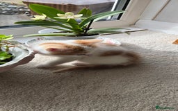 Mixed Breed cats for sale: Heart-Marked & Beautiful Kittens Ready - Image 13