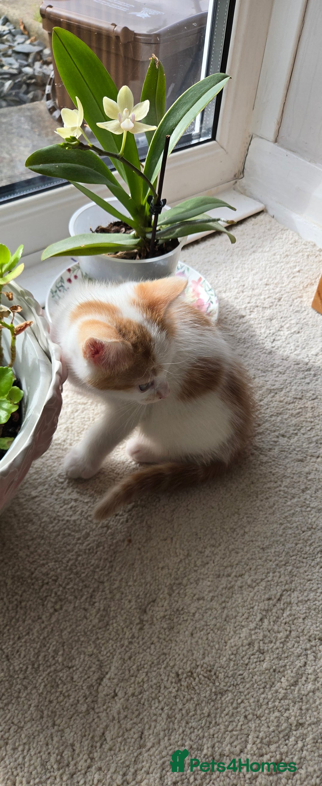 Mixed Breed cats for sale: Heart-Marked & Beautiful Kittens Ready - Image 13