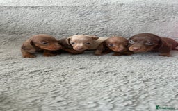 Dachshund dogs for sale: Beautiful dachshund puppies  - Image 3