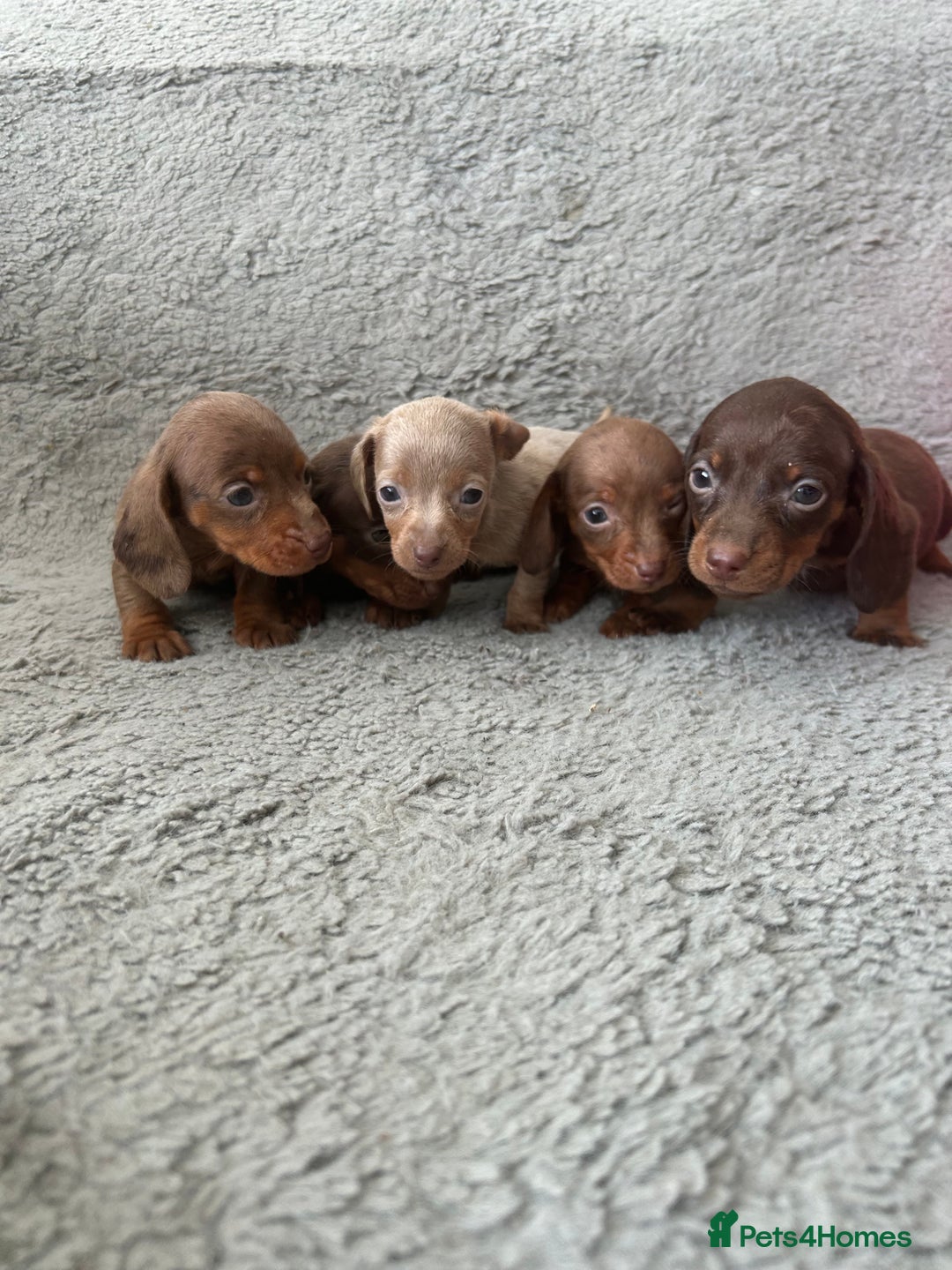 Dachshund dogs for sale: Beautiful dachshund puppies  - Image 3