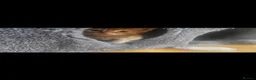 Mixed Breed cats for sale: Elven Bengal Kittens  - Advert 5