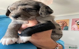 Mixed Breed dogs for sale: Sprollie Puppies  - Image 19