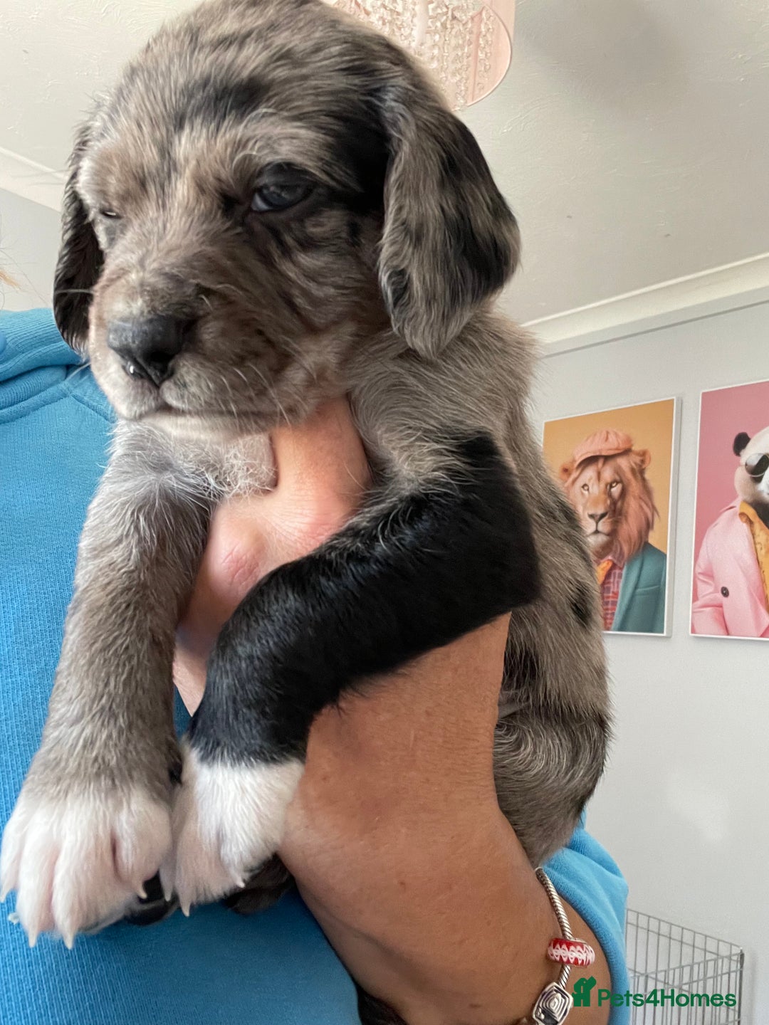 Mixed Breed dogs for sale: Sprollie Puppies  - Image 19