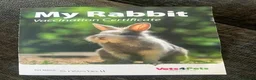 Rex rabbits for sale: Snowball  in Feltham - Advert 4