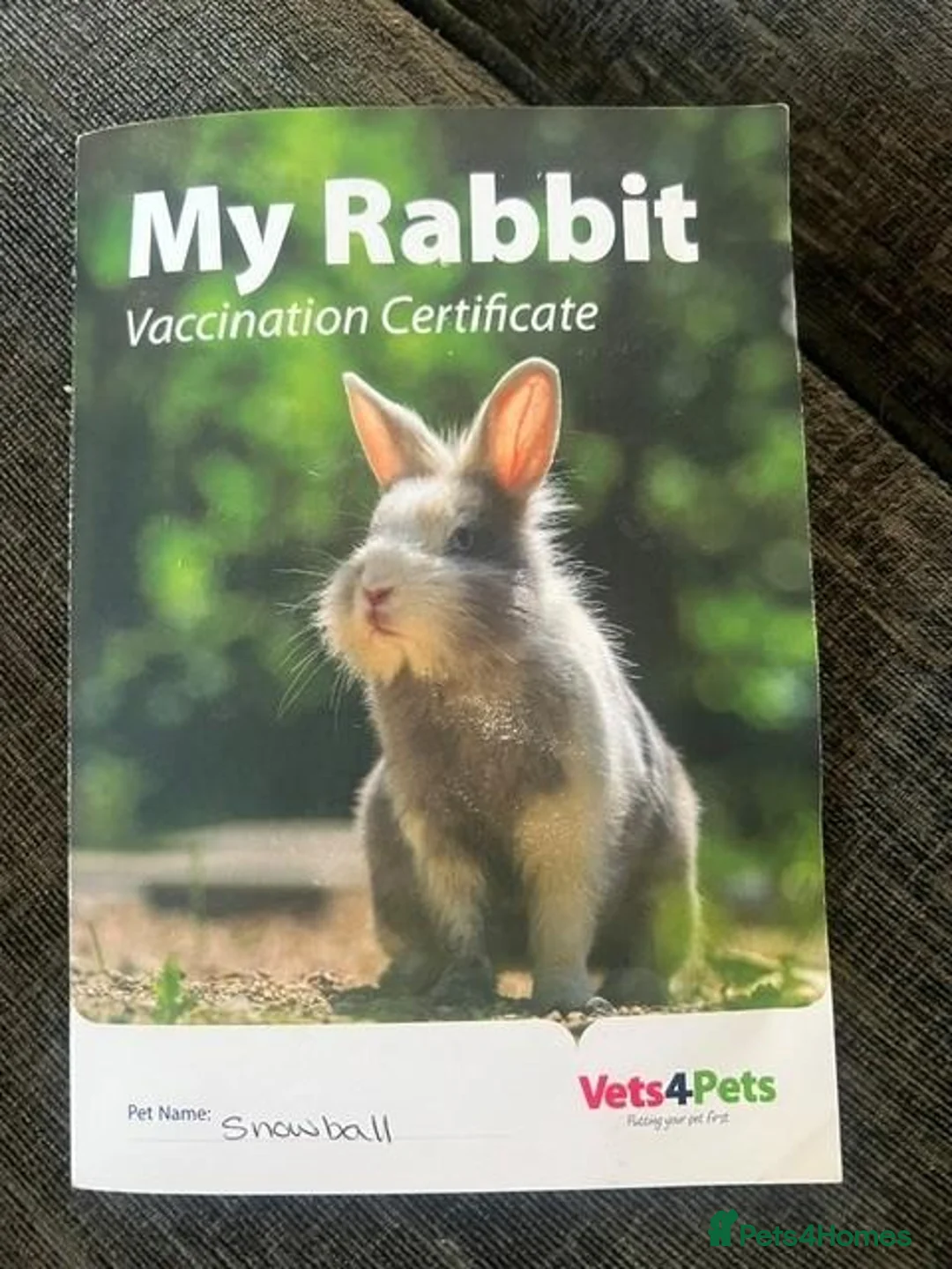 Rex rabbits for sale: Snowball  in Feltham - Advert 4