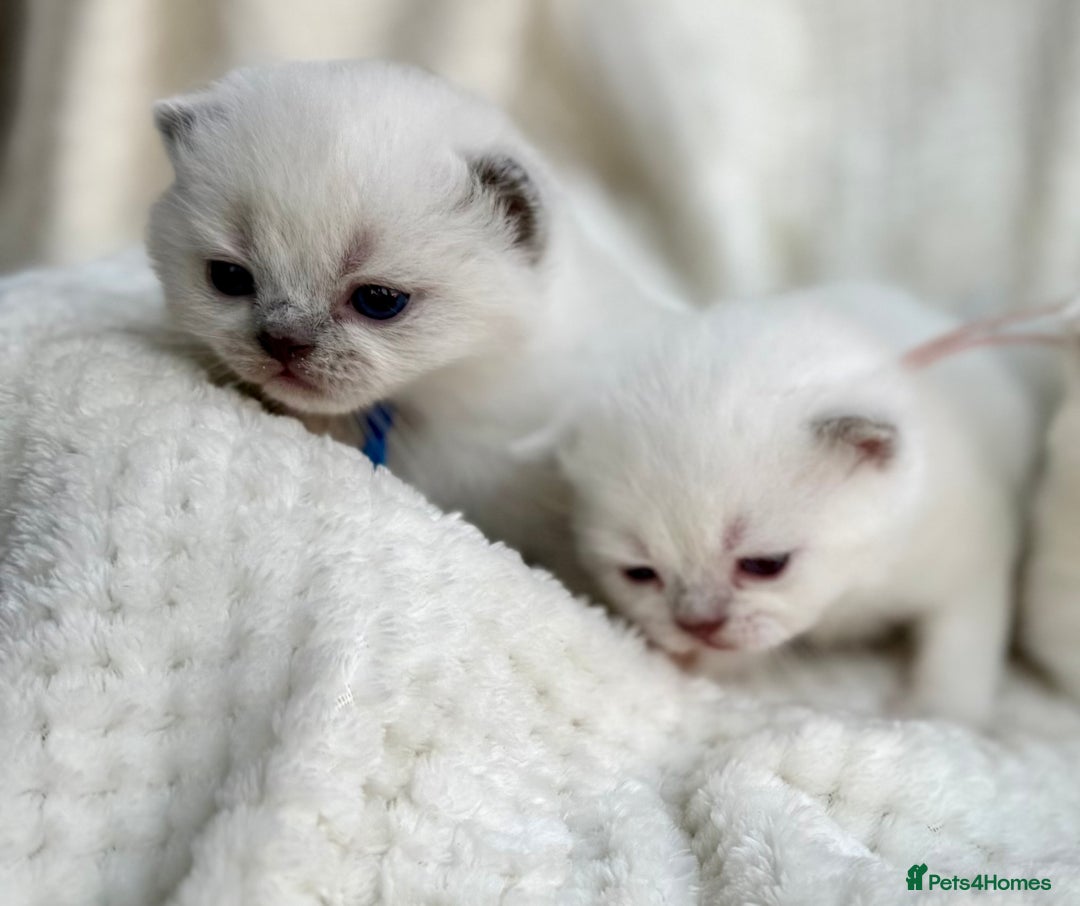 British Shorthair cats for sale: 5 lilac colour point kittens  - Advert 2