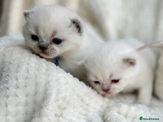 British Shorthair cats 5 lilac colour point kittens - Advert 1