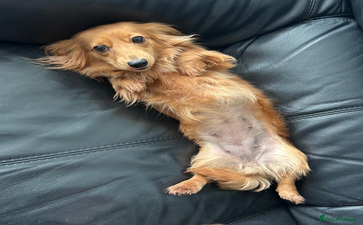 Miniature Dachshund dogs - Advert 4