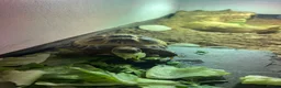 Tortoise reptiles for sale: Young Russian tortoise  - Advert 2