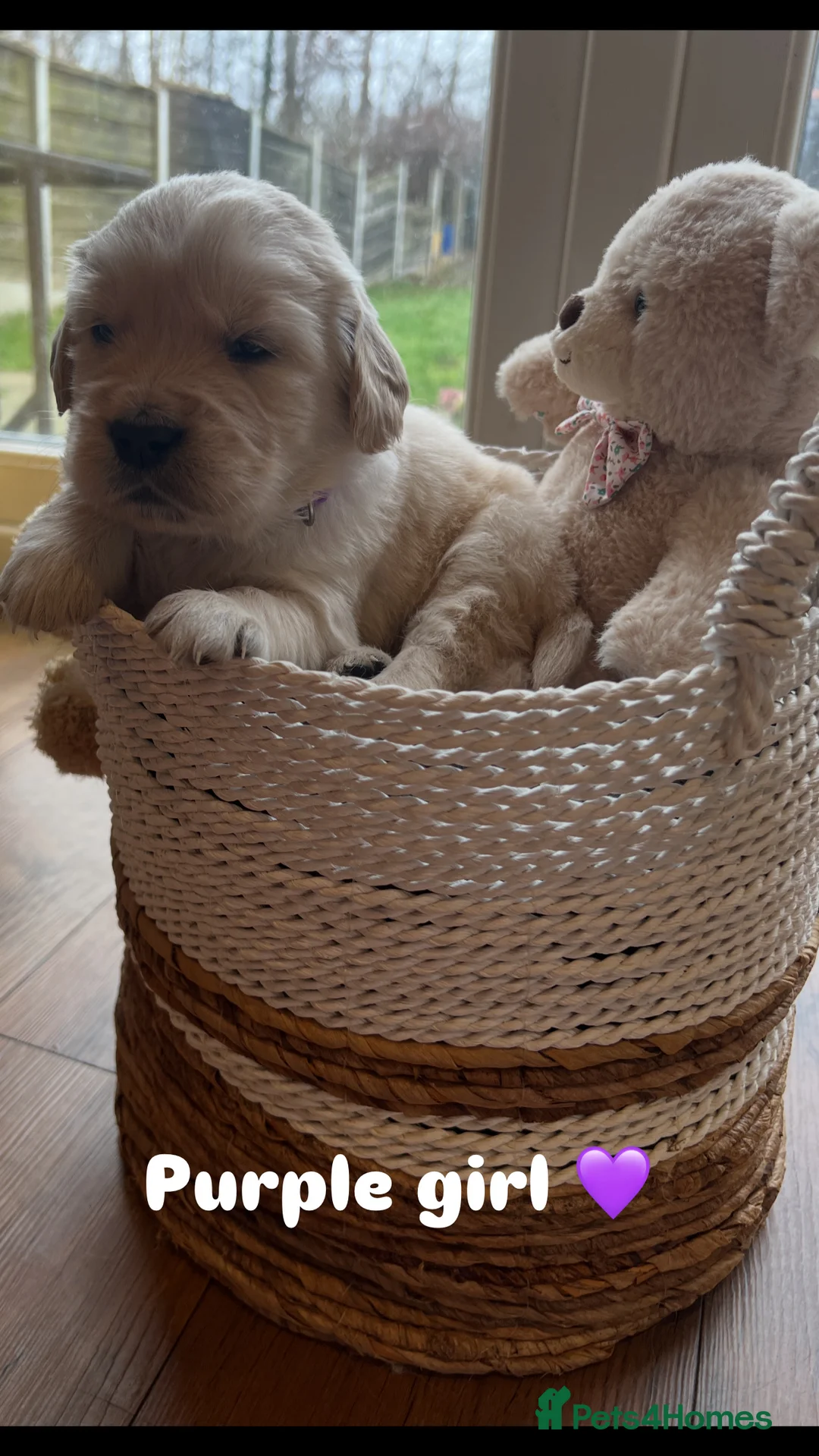 Golden Retriever dogs for sale: 🌟Golden Retriever Puppies | KC & Family Raised 🌟 - Advert 10