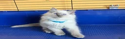 Ragdoll cats for sale: GCCF Ragdoll 🏆Champion Bloodline🌟5-Gen Pedigrees - Advert 16