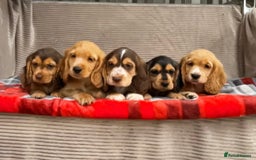 Cocker Spaniel dogs for sale: STUNNING COCKER SPANIEL PUPPIES  - Image 13