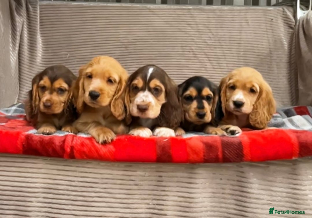 Cocker Spaniel dogs for sale: STUNNING COCKER SPANIEL PUPPIES  - Image 13