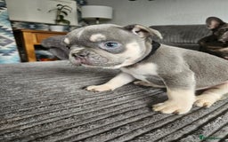 French Bulldog dogs for sale: Gorgeous frenchie pups  - Image 26