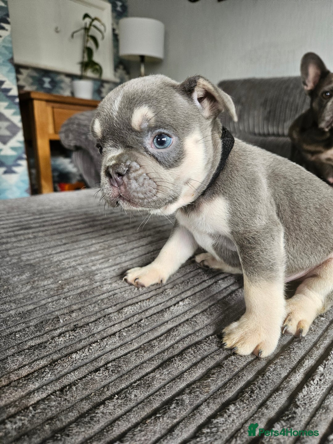 French Bulldog dogs for sale: Gorgeous frenchie pups  - Image 26