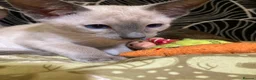 Siamese cats for sale: Siamese kittens - Advert 14