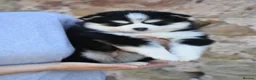 Pomsky dogs for sale: F4 Genuine Pomskies from health tested parents - Advert 28