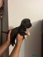 Jack Russell dogs - Advert 1