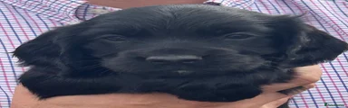 Cocker Spaniel 1