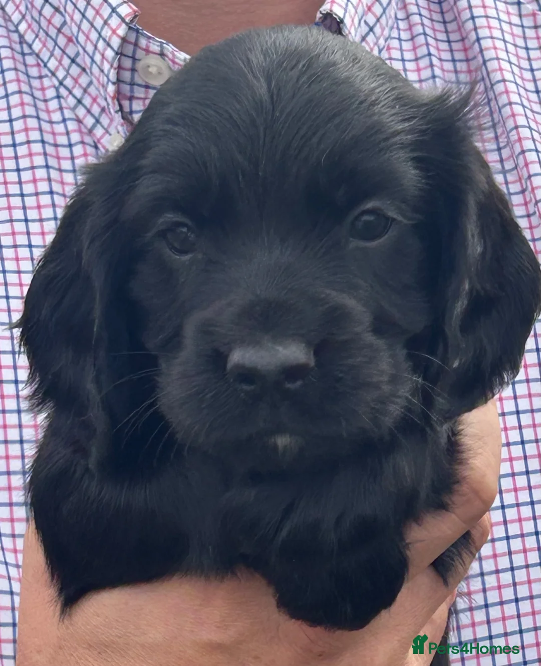 Cocker Spaniel dogs for sale: KC Reg litter of gorgeous Working Cocker Spaniels  - Advert 2