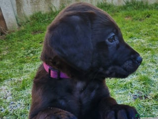 Labrador Retriever dogs KC reg Working Labradors Yellow & Black - Advert 3