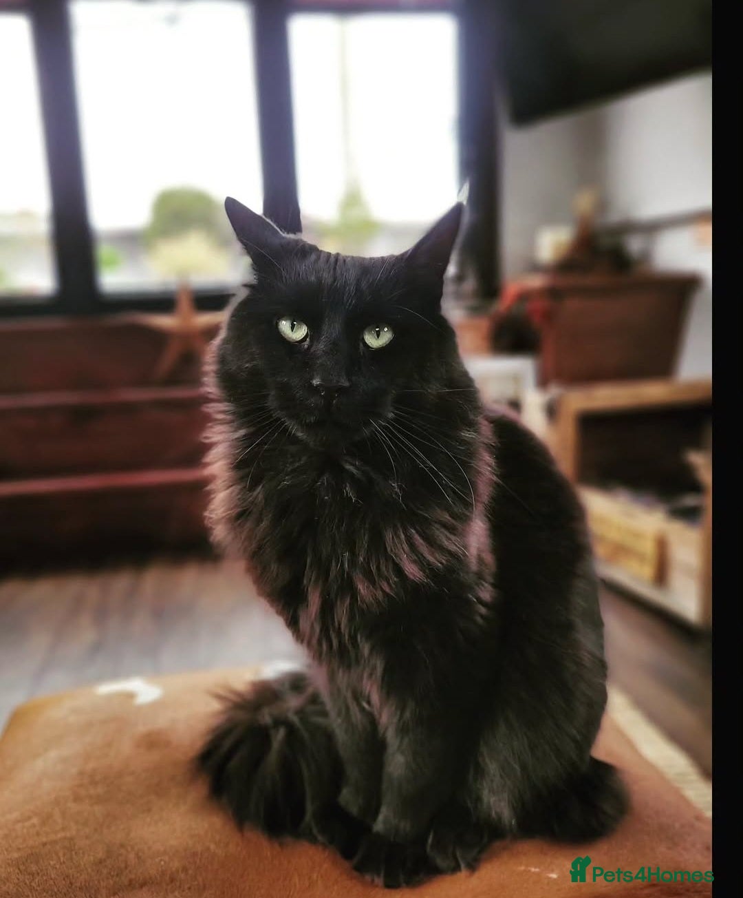 Maine Coon cats for sale: 5 year old MC to re rehomed - Image 1